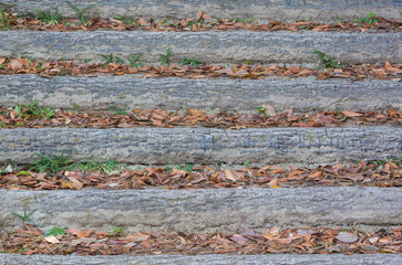 Wooden stairs with fall dry leaf.
