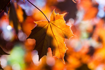 Naklejka na ściany i meble Maple leaves. Autumn. Closeup. (soft focus).