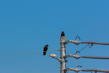 Crows on electrical wires against blue sky.