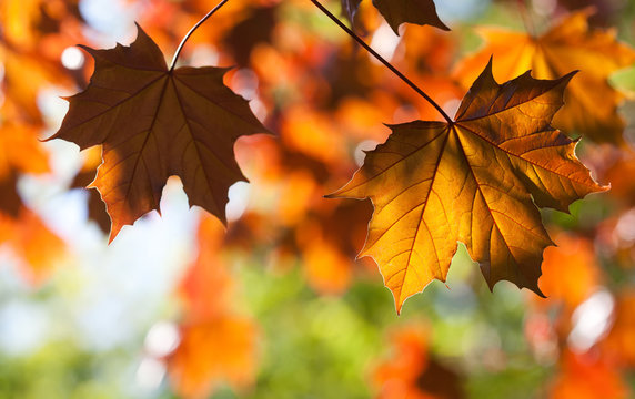 Maple leaves. Autumn. Closeup. (soft focus).