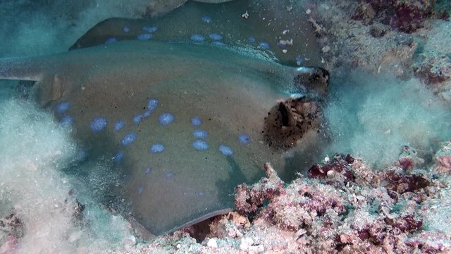 Stingray in search of food powerful digging in sandy bottom - Indonesia