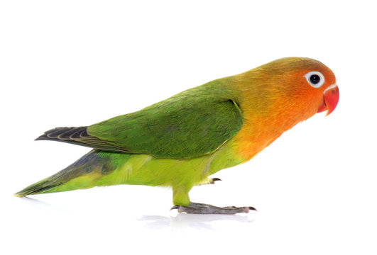 Fototapeta young fischeri lovebird