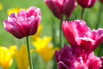 Obraz premium Spring flowers: pink tulips on a green background (soft focus)