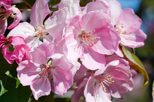 Blooming apple trees. Pink spring flowers. Young leaves. Macro. (soft focus).