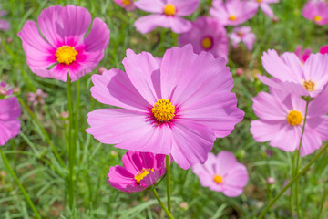Obraz premium cosmos flowers