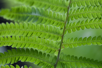 Green fern leaf.