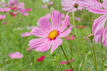 Fototapeta premium cosmos flowers