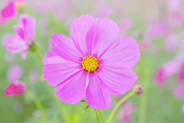 Fototapeta premium cosmos flowers