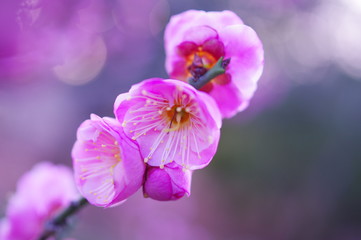 Fototapeta na wymiar 薄桃色の梅の開花