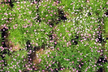 gypsophila flower background.