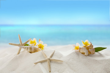 Fototapeta na wymiar shells on sandy beach, Summer concept 