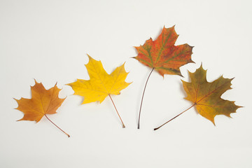 Multi-colored leaves. Vintage paper background. Autumnal leaves. Retro style.