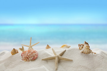 shells on sandy beach, Summer concept 
