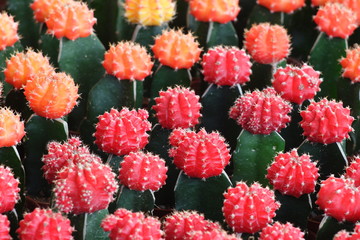 colorful cactus,shallow dof.