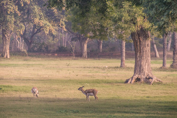 Reindeer graze on lawn beside the tomb of Akbar