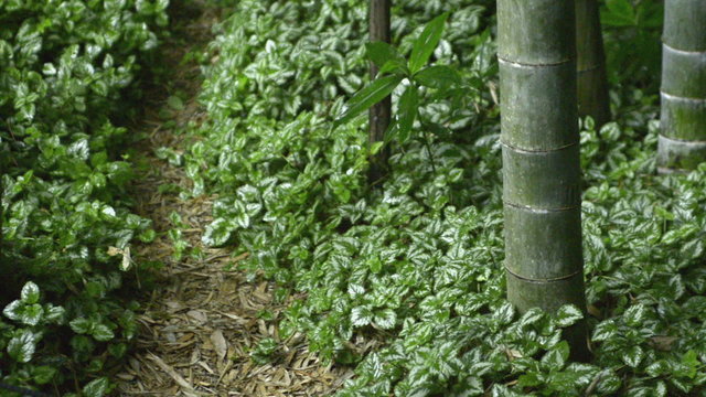 Rain falling in Japanese bamboo garden at Hokokuji Temple in Kamakura 