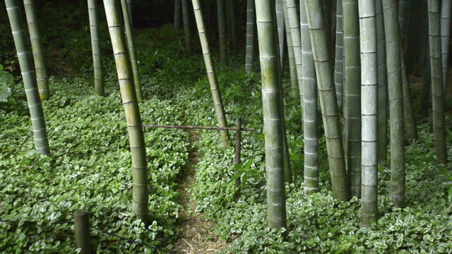 Rain falling in Japanese bamboo garden at Hokokuji Temple in Kamakura 