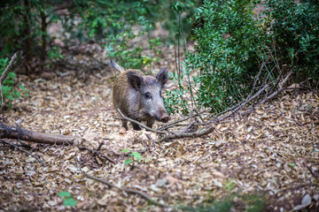 boar in forest near Santa Maria de Montserrat Abbey in Montserrat mountains, Spain