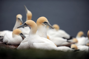 Vögel, Helgoland