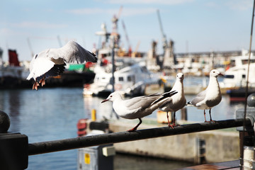 Seagulls standing on the metal pole, one of them flying away. Boats and Cape Town harbor in the background.
