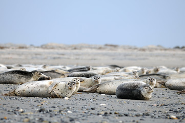 seehunde helgoland