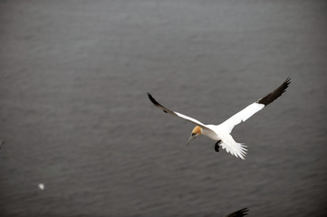 Vögel, Helgoland