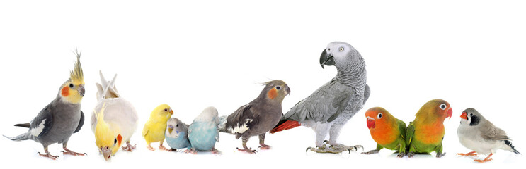 Fototapeta premium group of birds