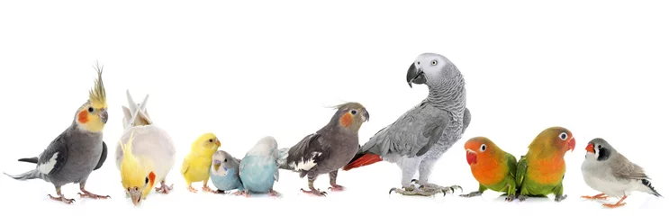 Fotobehang groep vogels © cynoclub