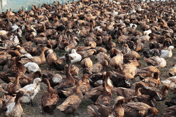 lot of duck in a field.