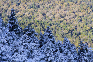 Pinsapos y nieve en el P.N. Sierra de Grazalema.