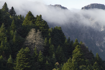 Pinsapos muertos en la Sierra de Pinar. P.N. Sierra de Grazalema.