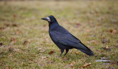crow sitting on autumn grass