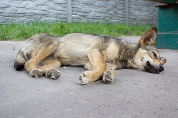 Homeless stray dog