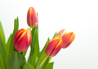 Naklejka premium Bunch of fresh pink tulips isolated on white background.