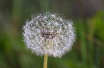 Obraz premium dandelion