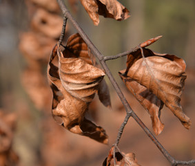 Blätter im Winter