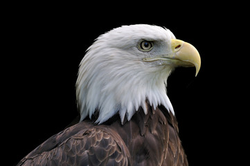 Adler