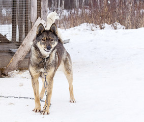 Huskies in nursery for dogs