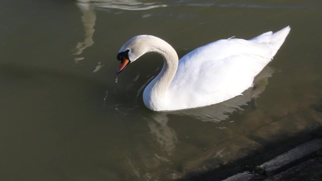 Two cute swans, the female bites the male