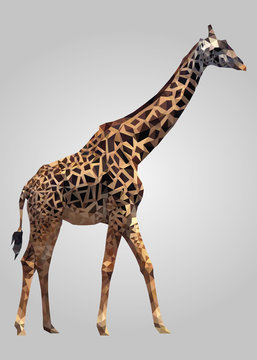 Giraffe animal standing and looking vector