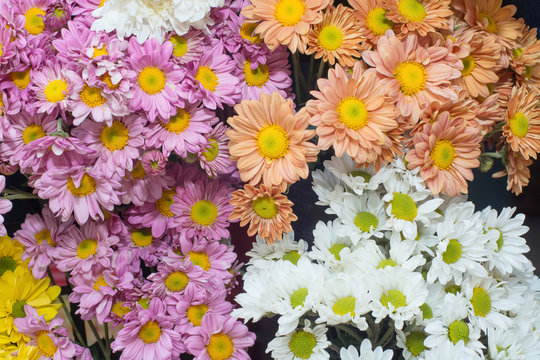 Blooming colorful flowers as background