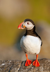 Atlantic puffin standing on the rock, clean green background, Runde Island, Norway