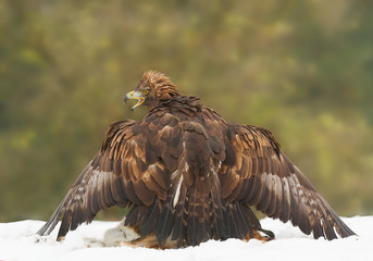 Golden eagle with deer prey, protecting, open beak, on the snow with clean background, Czech Republic