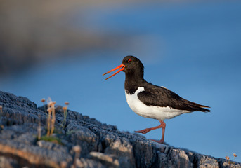 Oystercatcher walking on the rock, with clean blue background, Norway