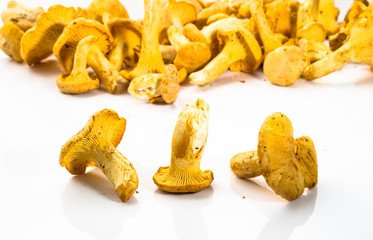 Chanterelles mushrooms on a white background.