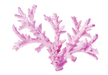 Fototapeta na wymiar white lilac isolated large sea coral
