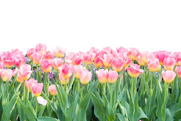 Tulips farm beautiful on white background
