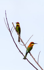 Chesnut-Headed Bee Eater 02