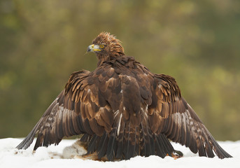 Golden eagle with deer prey, protecting, on the snow with clean background, Czech Republic