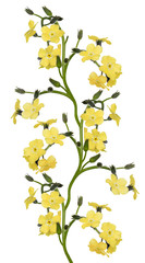 yellow forget-me-not flowers stripe isolated on white